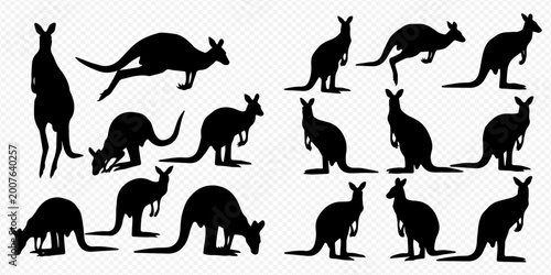 Konstfotografi Collection of various kangaroo silhouettes in different poses and actions, isolated on a transparent background