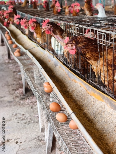 Industrial Chicken Farm with Laying Hens in Cages Producing Fresh Eggs on Conveyor Belt