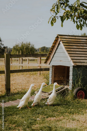 Bilde på lerret runner ducks on the farm