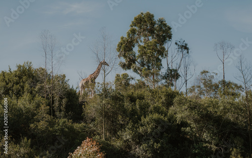 Canvas Print Giraffes in the trees