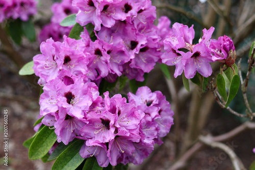 Exquisite pink and purple rhododendron blossoms with dark red spots