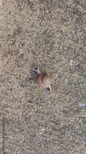 Siamese Common Snail, Sarika siamensis, is slowly crawling on the sand.