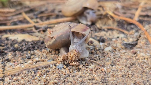 Siamese Common Snail, Sarika siamensis, is slowly crawling on the sand.