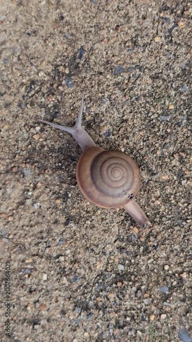 Siamese Common Snail, Sarika siamensis, is slowly crawling on the sand.