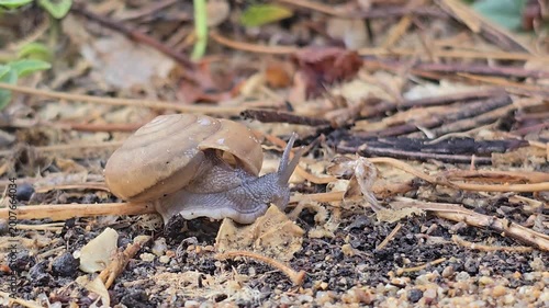 Siamese Common Snail, Sarika siamensis, is slowly crawling on the sand.