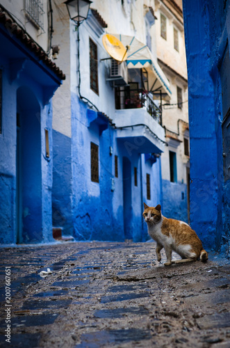Cat in the street