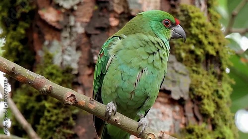 Vibrant parrot perched on branch against textured tree bark background