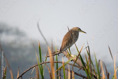 Brown heron bird resting among tall grass in morning light.