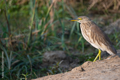 Pond heron with yellow legs resting on sandy ground, Bird in focus in morning light.