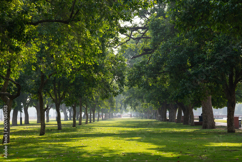Lush Green Tree Canopy Over a Peaceful Lawn in Morning Light