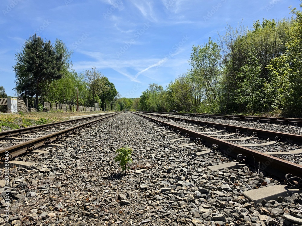 Fototapeta premium Small green plant growing between railway tracks on gravel ballast