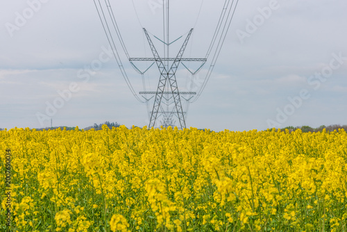 Power Lines Over Blooming Yellow Rapeseed Field