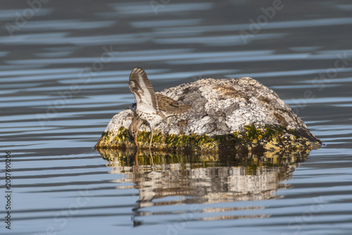 Spotted sandpiper (Actitis macularius) striking at prey with wings raised for balance, Eagle Lake, Lassen County, California.
