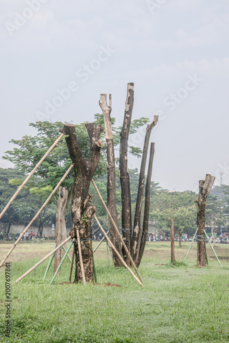 Multiple pruned trunks supported by stakes in grassy park. Landscape rehabilitation scene with cut trees and bracing poles. Managed urban woodland renewal near drainage channel