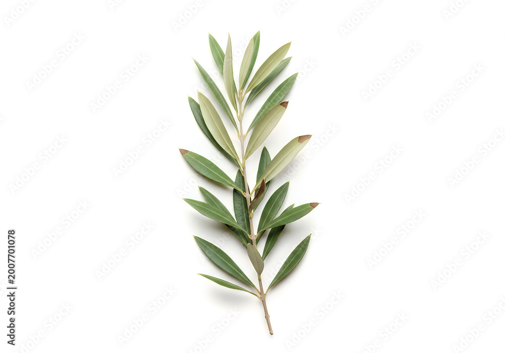 Fototapeta premium Fresh green olive branch with small leaves isolated on white background