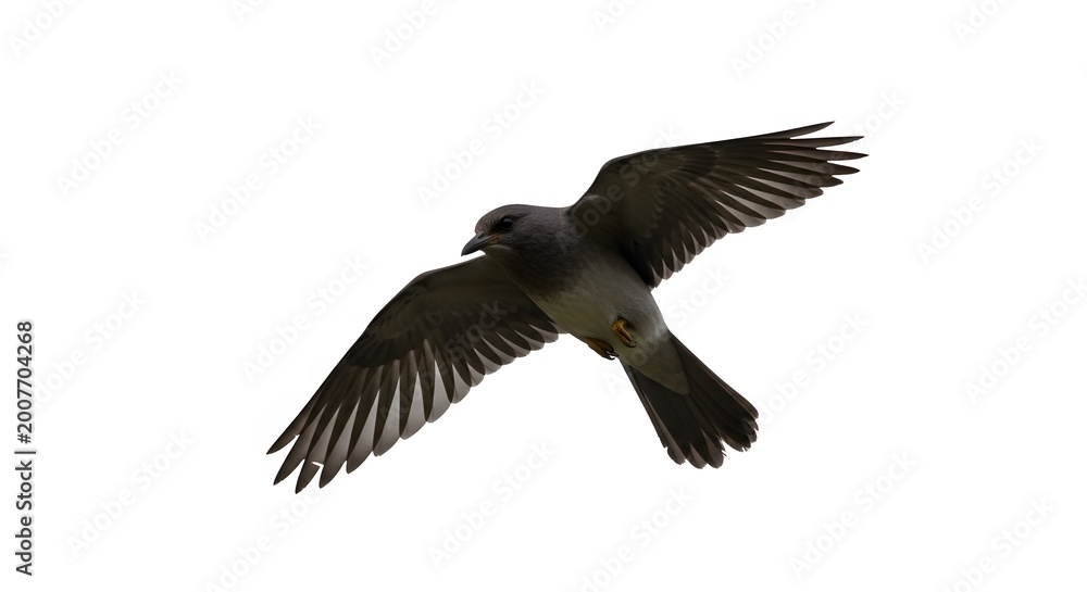 Fototapeta premium A solitary bird in flight against a stark white background, wings spread wide.