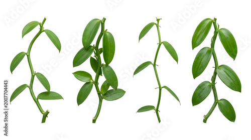 Set of green leafy vines and climbing plants for garden decoration frontal isolated png on a transparent background perfectly cutout high resolution