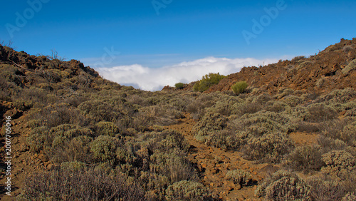 Fotografie shurbland under a clear blue sky in the mountaiss of Teide national park, Teneri