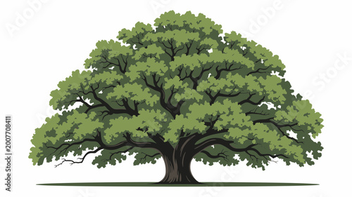 Photos Majestic Live Oak Tree Vector Lush Green Canopy Isolated on White