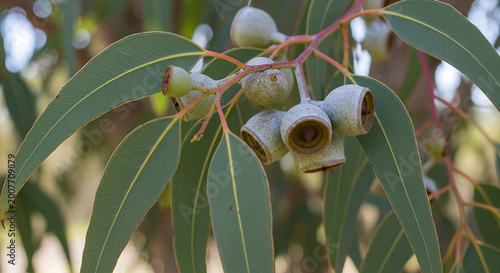 Close-up of eucalyptus seed pods and leaves, showcasing the natural beauty of a flowering plant