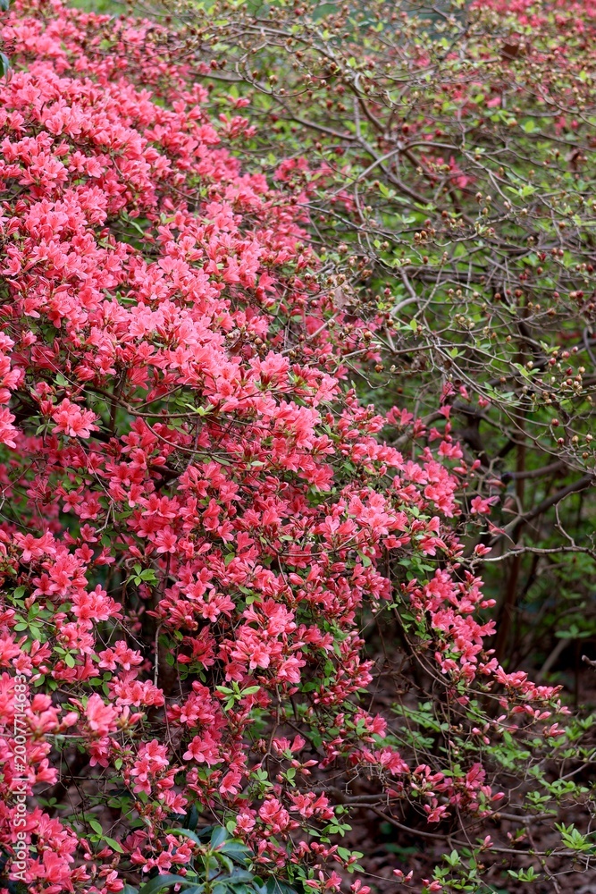 Obraz premium Lush Coral Pink Azalea Flowers Blooming in Spring. 