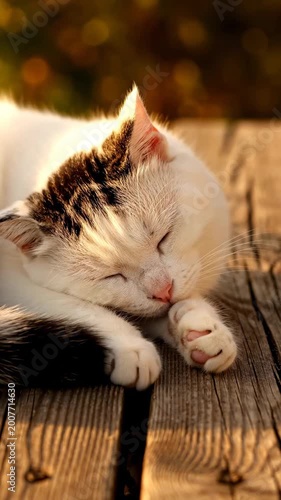 Peaceful Sleeping Cat resting on a wooden deck during golden hour, ideal for pet care content and relaxation themes Vertical. Video. Portrait Orientation.