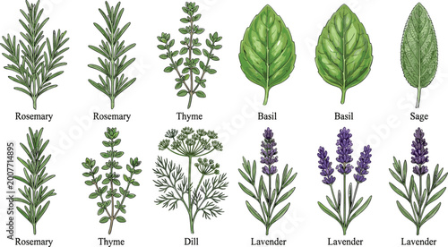 Tableau sur toile Culinary and Medicinal Herb Set Illustration with Rosemary, Thyme, Basil, Sage,