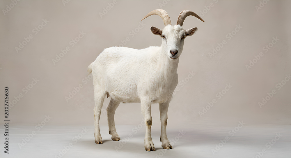 Fototapeta premium A hyperrealistic 16K studio photograph representing Eid al-Adha (Qurban) featuring a brown cow and a white goat standing side by side in the foreground, both facing forward with calm natural posture