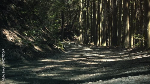 Cinematic forest road with dappled sunlight in Japan