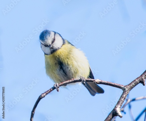 blue tit on a branch