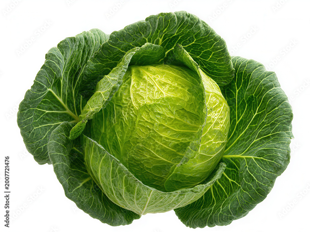Obraz premium Fresh cabbage sits on a white background ready for cooking or salad preparation on a sunny afternoon
