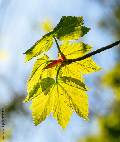 new leaves on tree in spring