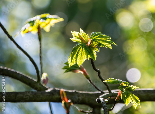 new shoots on tree in spring