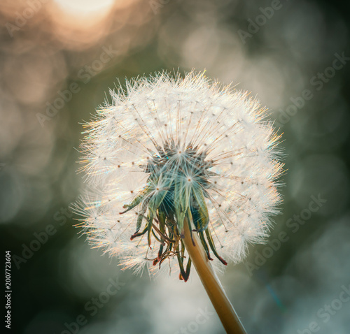 Dandelion clock seedhead