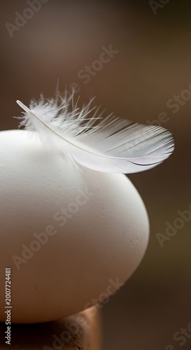 Delicate feather rests atop a pristine white egg.