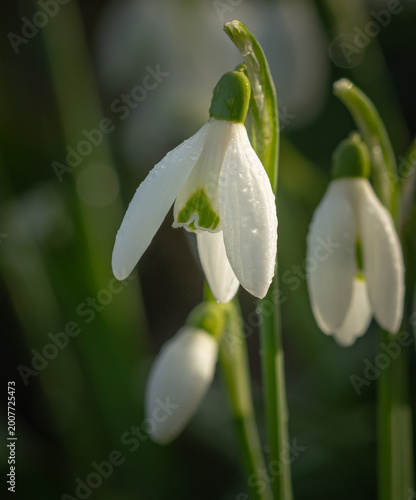 Snowdrops close up