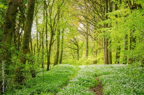 spring woodland with wild garlic