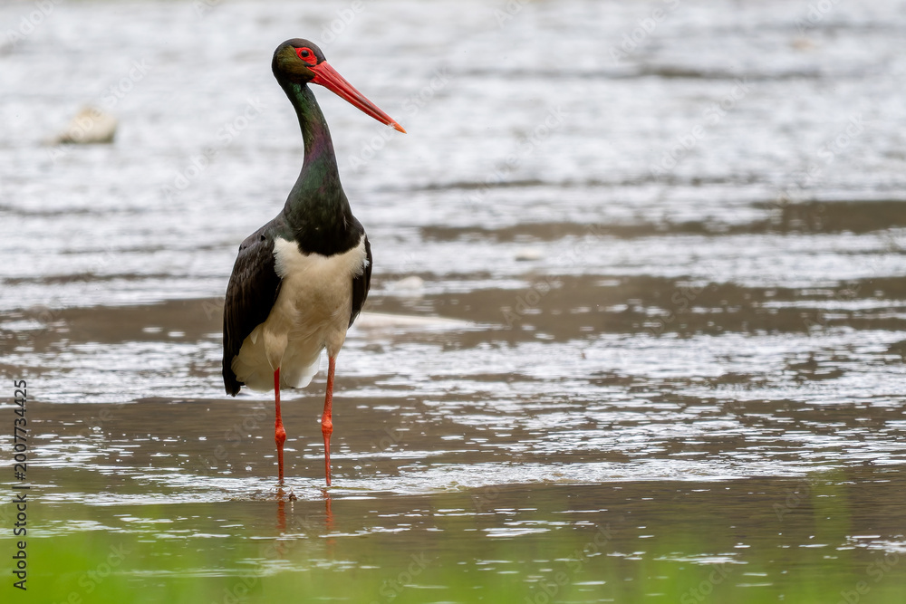 Fototapeta premium Black Stork - Ciconia nigra, beautiful large iconic water bird from European fresh waters, Poland.