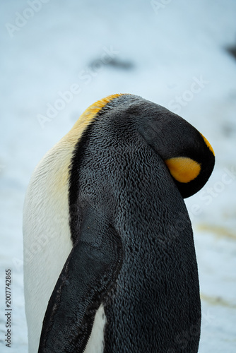 Japan,Hokkaido,Asahikawa,Asahiyama Zoo,penguin