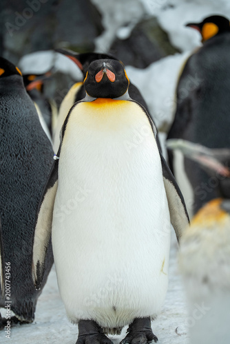 Japan,Hokkaido,Asahikawa,Asahiyama Zoo,penguin