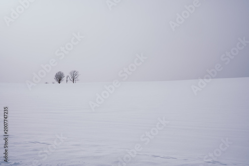 Japan,Hokkaido,Biei,winter,snow scene