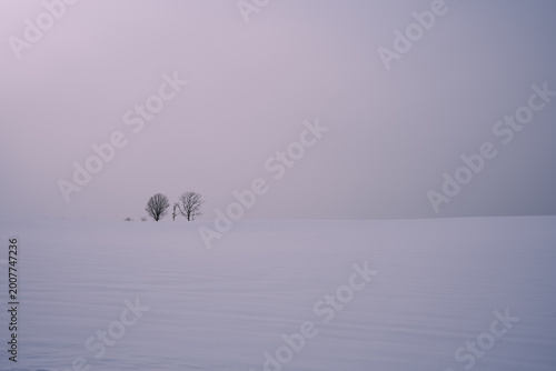 Japan,Hokkaido,Biei,winter,snow scene