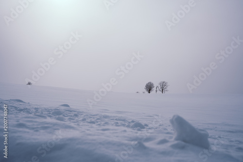 Japan,Hokkaido,Biei,winter,snow scene