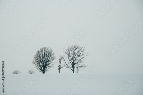 Japan,Hokkaido,Biei,winter,snow scene