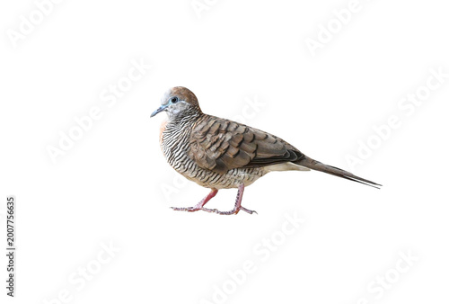 Tableau sur toile Peaceful Dove (Geopelia striata) on white background ,bird isolated