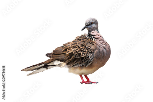Spotted Dove (Streptopelia chinensis) on white background,bird isolated
