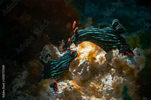 Two Kubaryana Nembrotha Nudibranch (Nembrotha kubaryana)