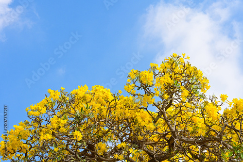 Silver Trumpet flower (Tabebuia aurea)  blooming on blue sky  background,yellow flwer