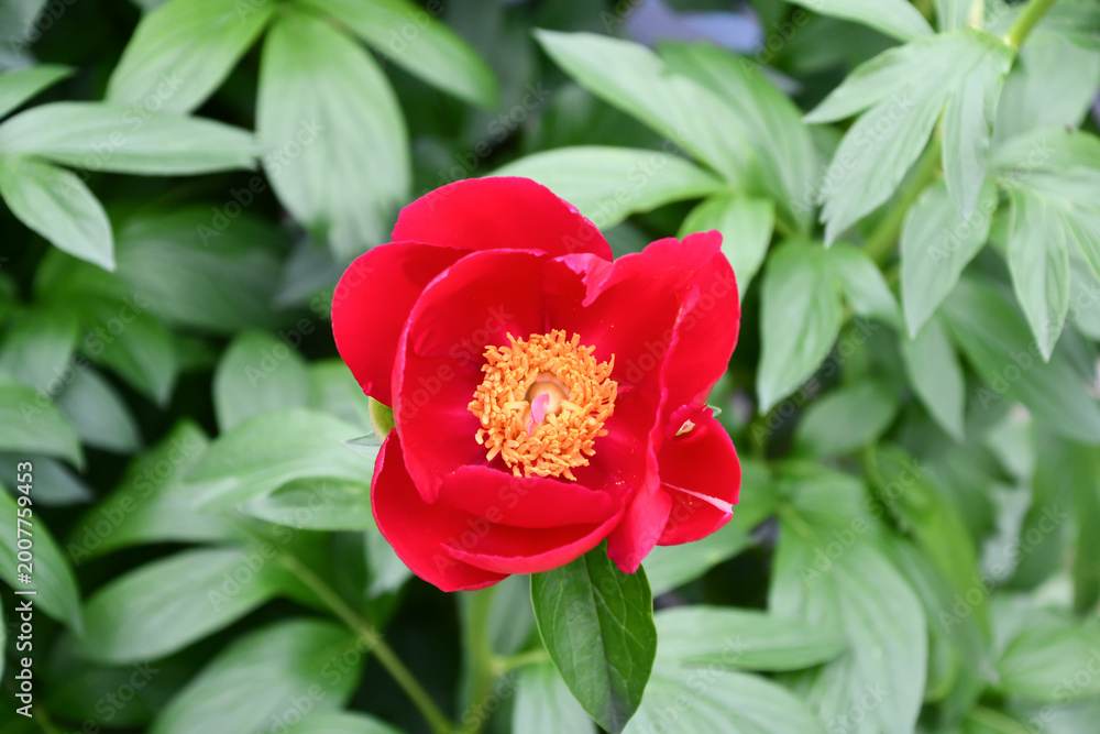 Obraz premium シャクヤク「フレーム」 Chinese Peony 