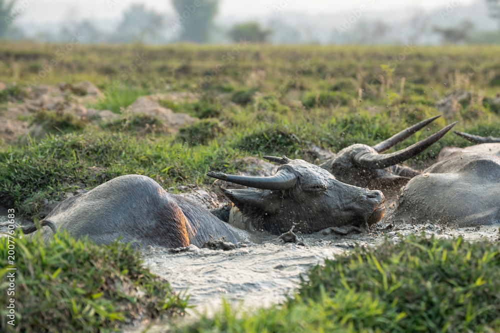 Naklejka premium Herd of Asian water buffalo (Bubalus bubalis) chilling and cooling off in mud bath on hot day in puddle at farm meadow, group of domestic animals covered in mud swimming resting in muddy water.